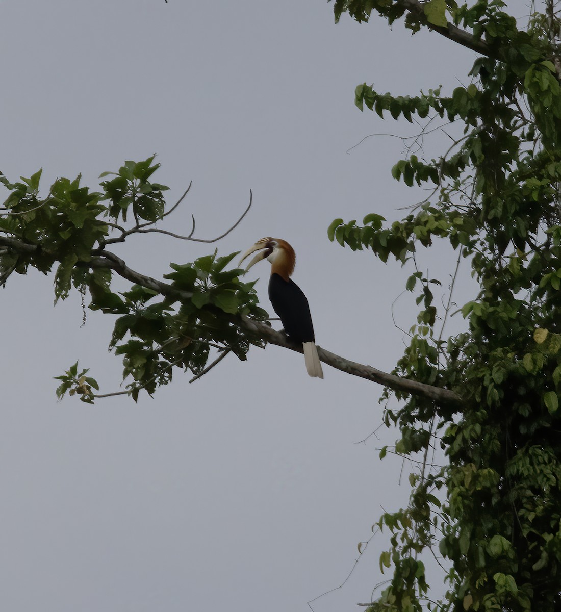 Blyth's Hornbill - ML617181772