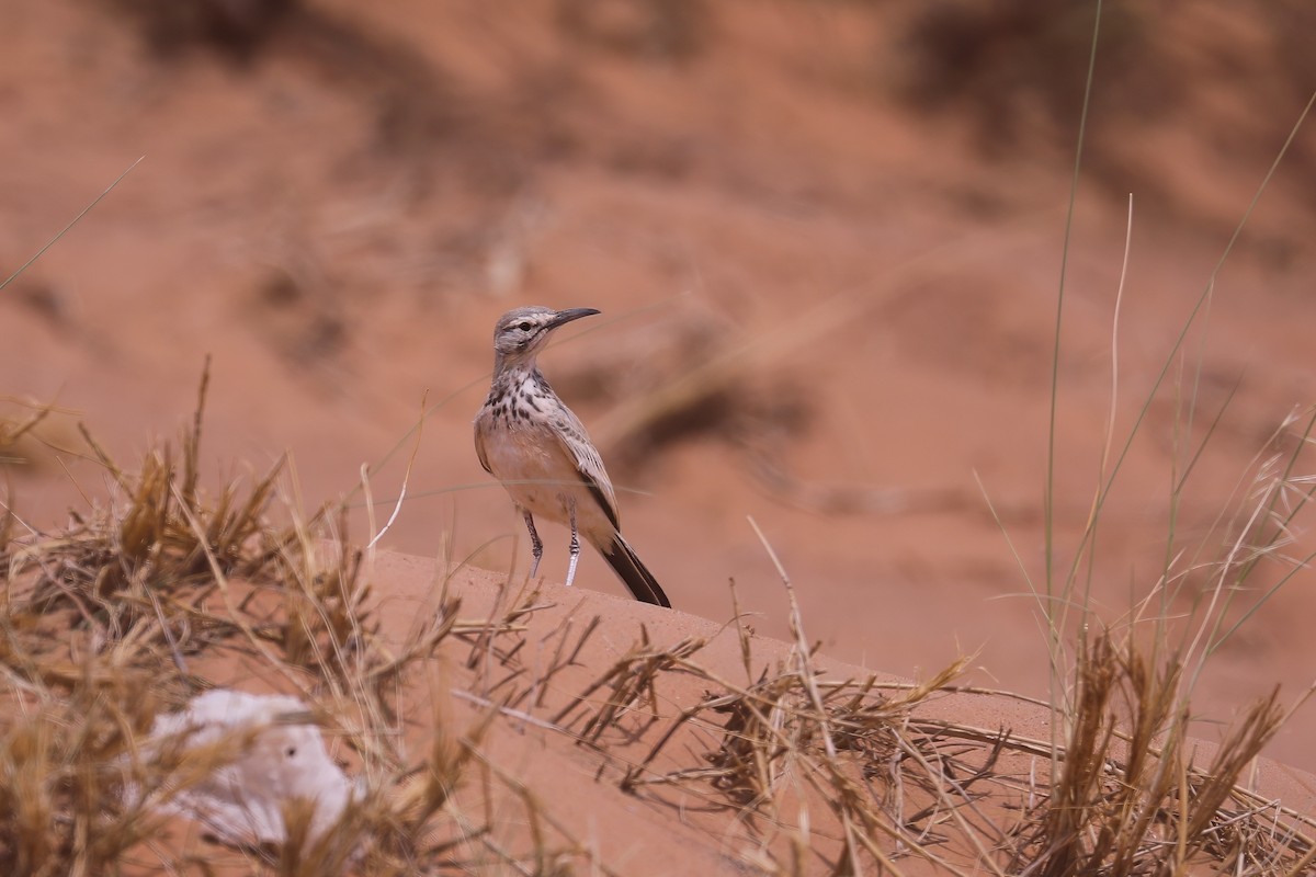 Greater Hoopoe-Lark (Mainland) - ML617181777