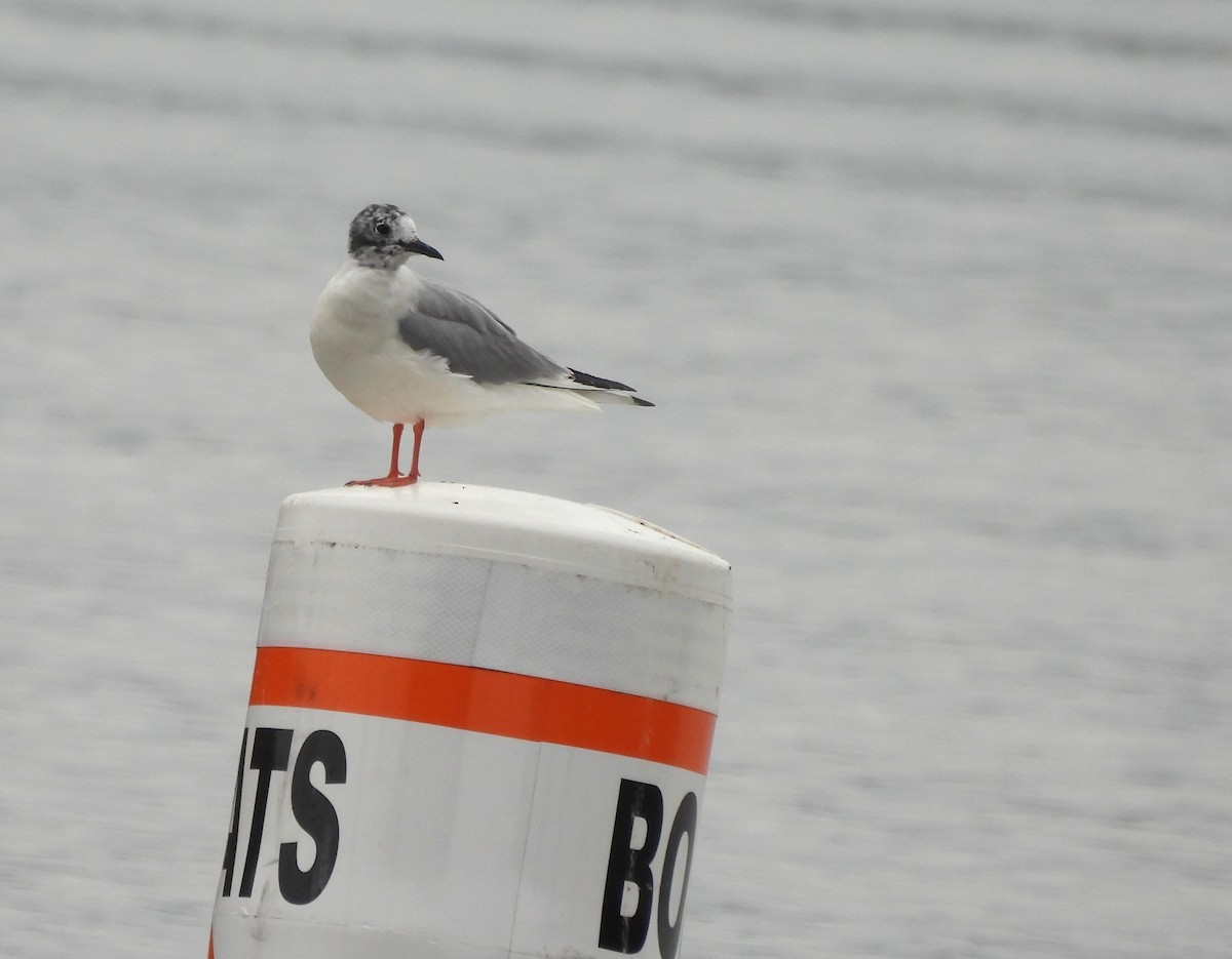 Bonaparte's Gull - ML617181786