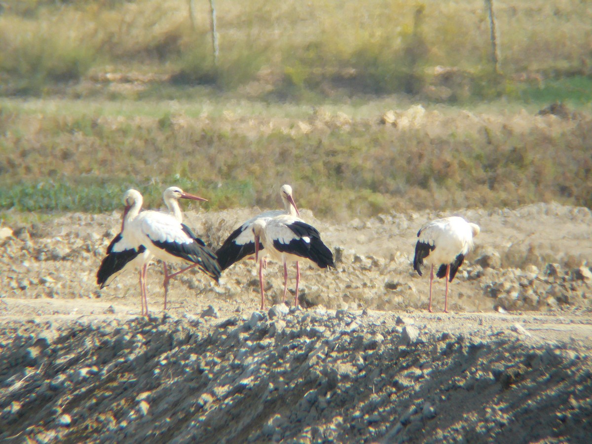 White Stork - Tom Carley