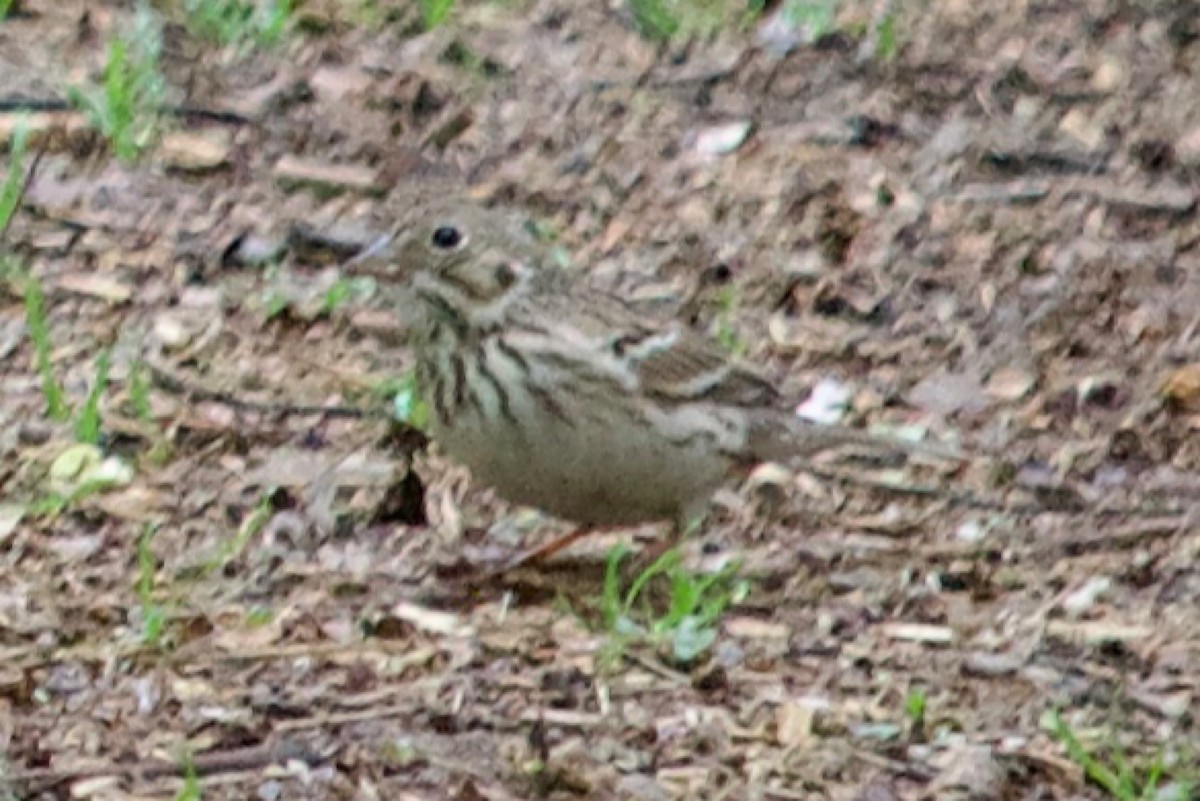 Vesper Sparrow - ML617181884