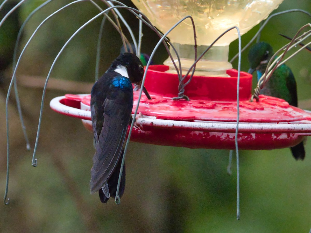 Blauschulterkolibri - ML617181895