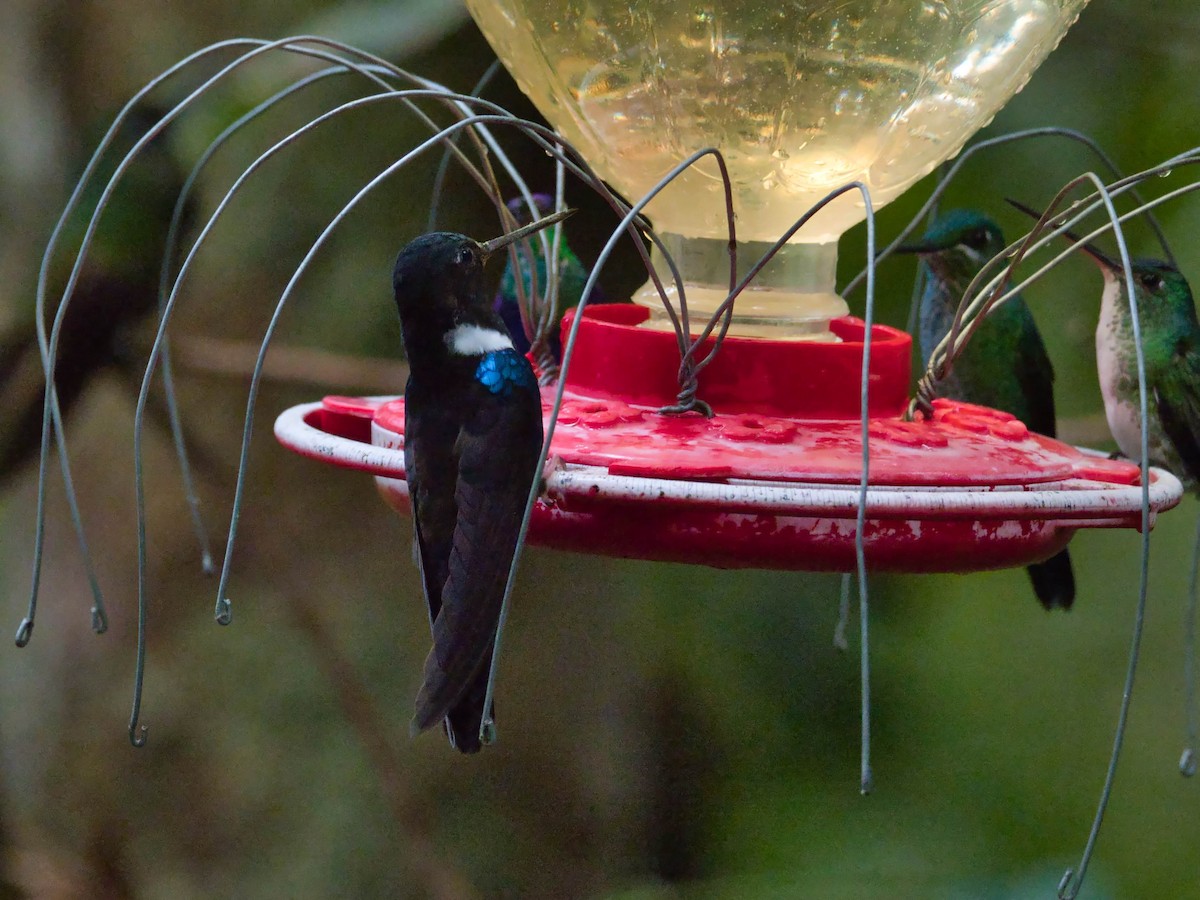 Blauschulterkolibri - ML617181896