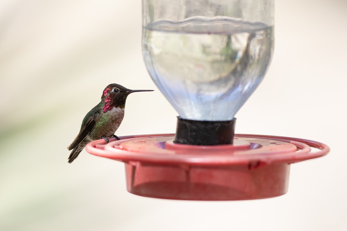 Anna's Hummingbird - ML617181917