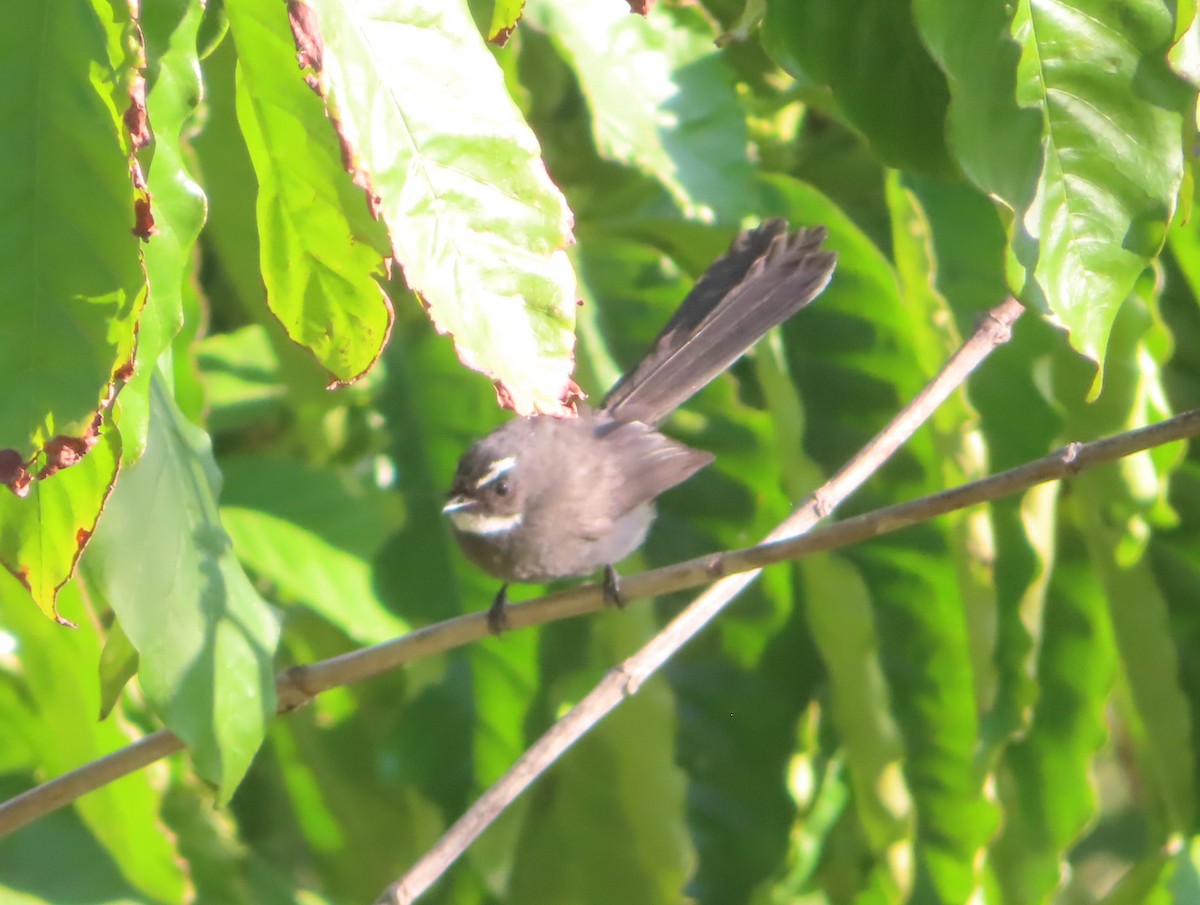 White-throated Fantail - ML617181925
