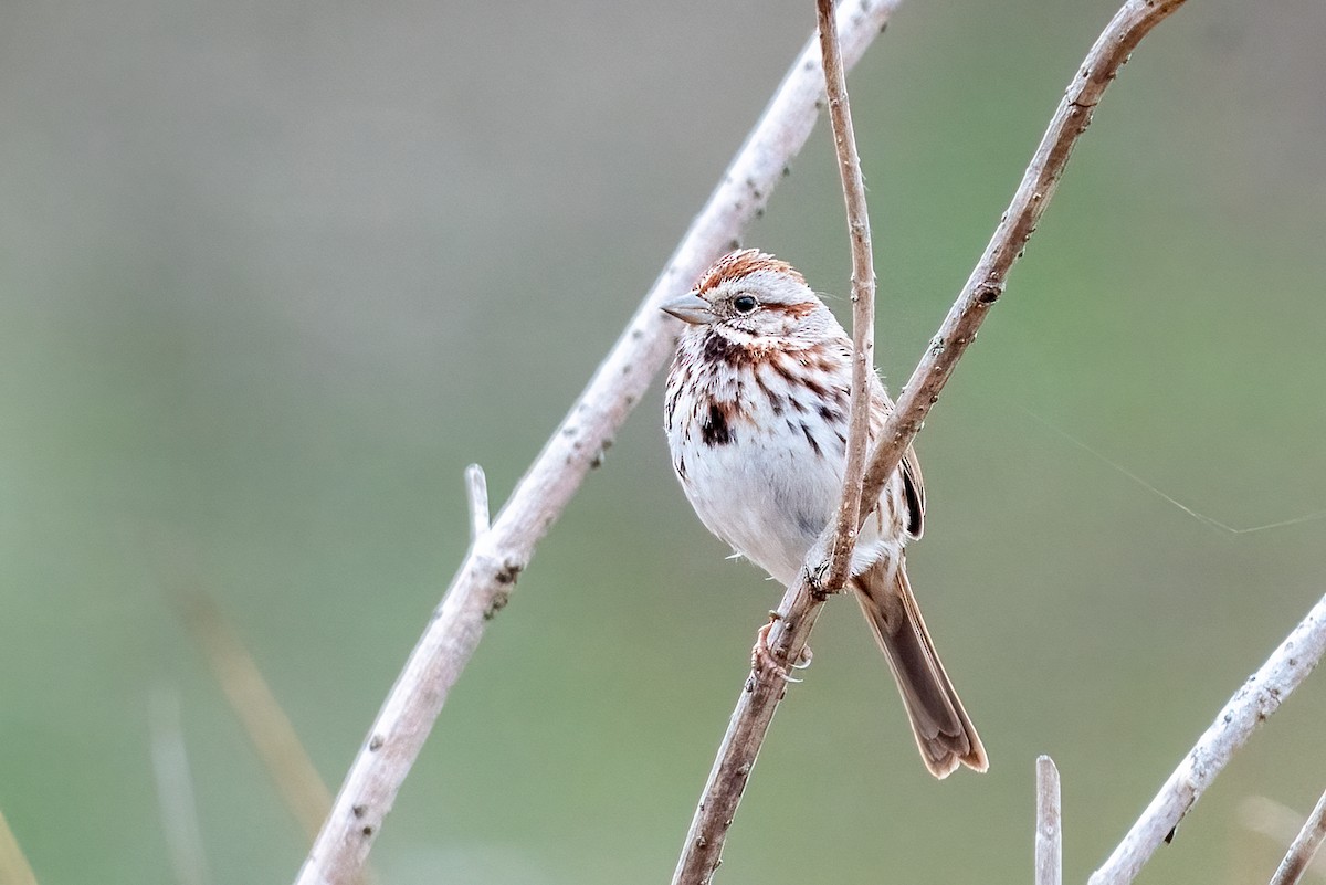 White-throated Sparrow - Kayann Cassidy