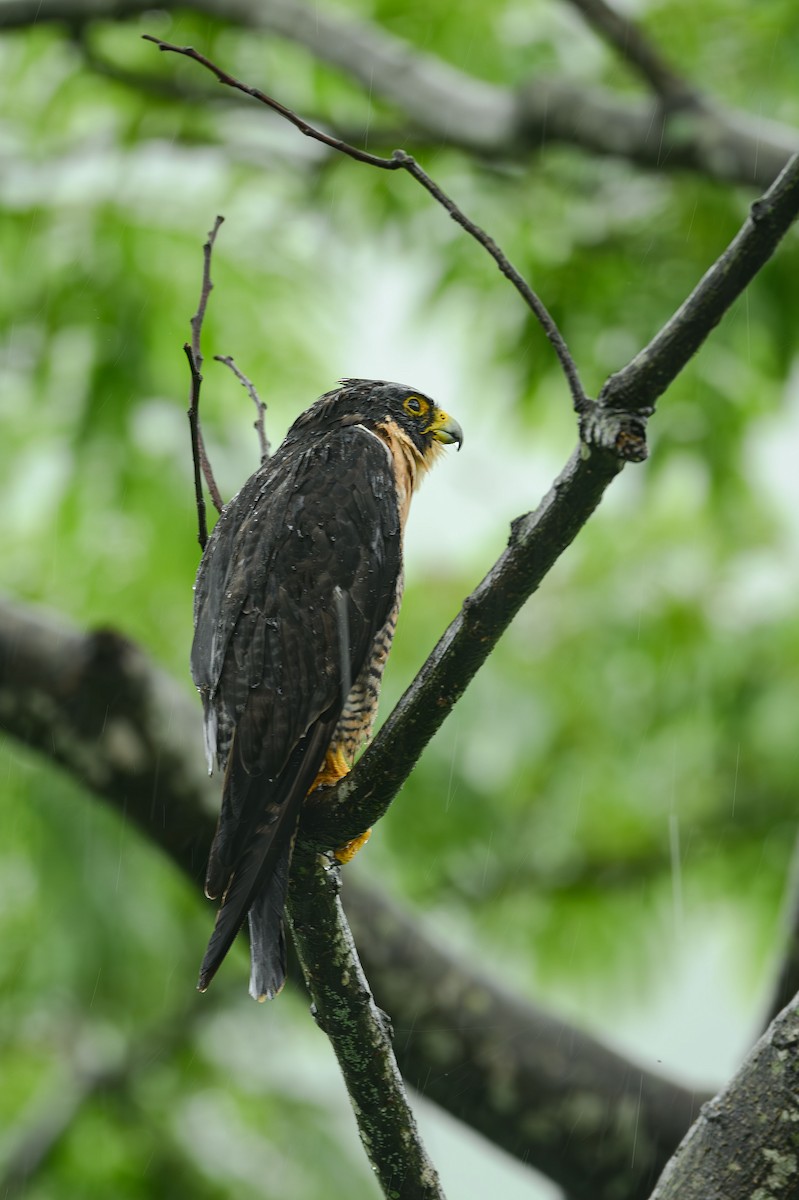 Halcón Peregrino - ML617181950