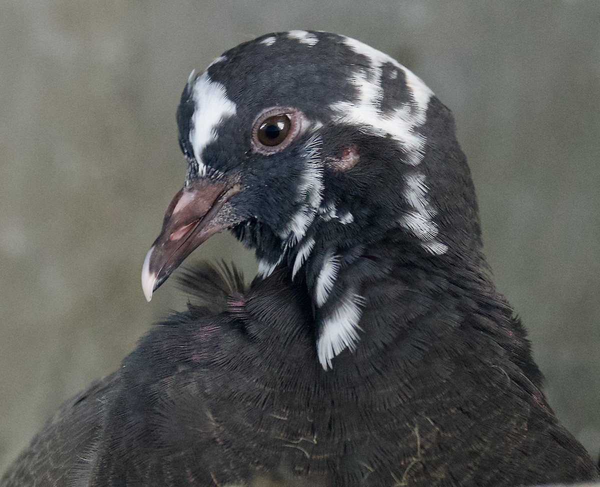 Rock Pigeon (Feral Pigeon) - ML617182020