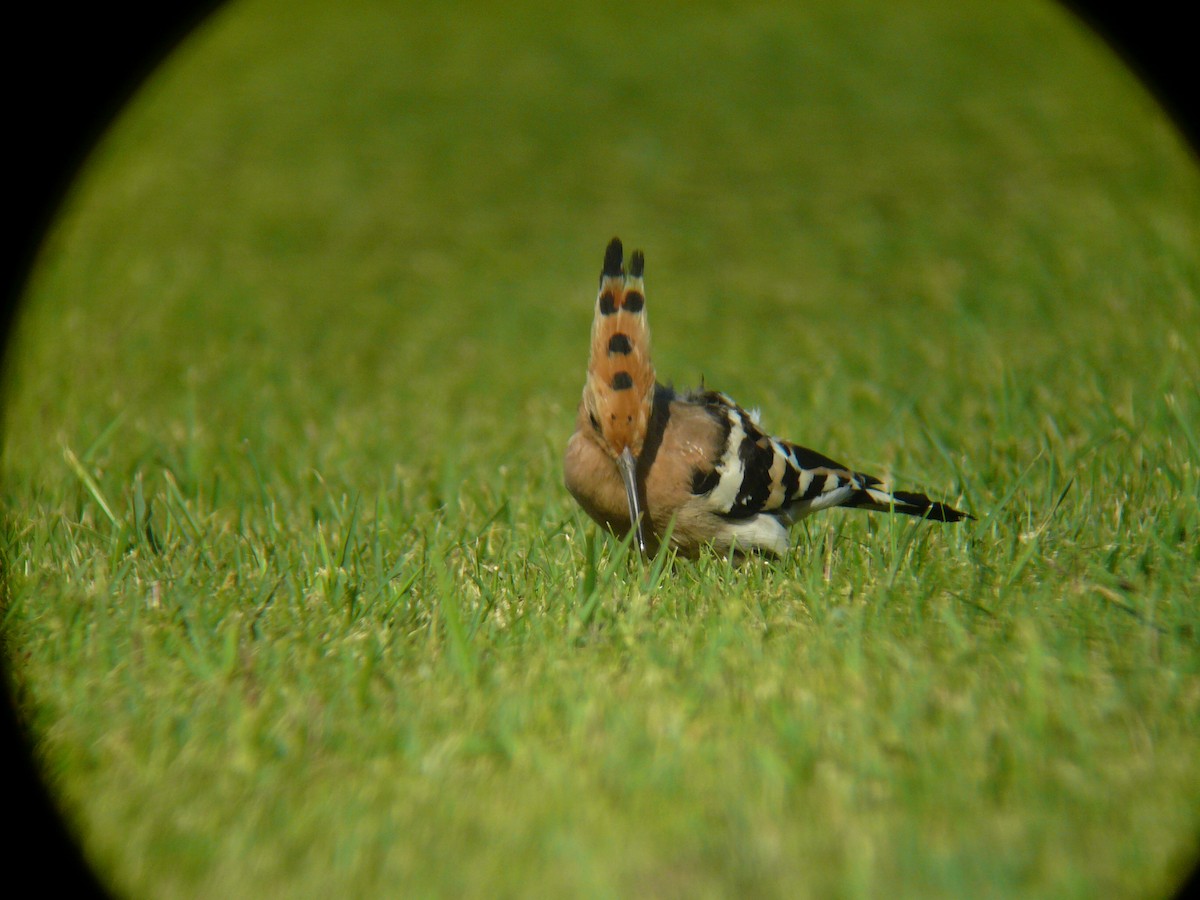 Eurasian Hoopoe - ML617182022