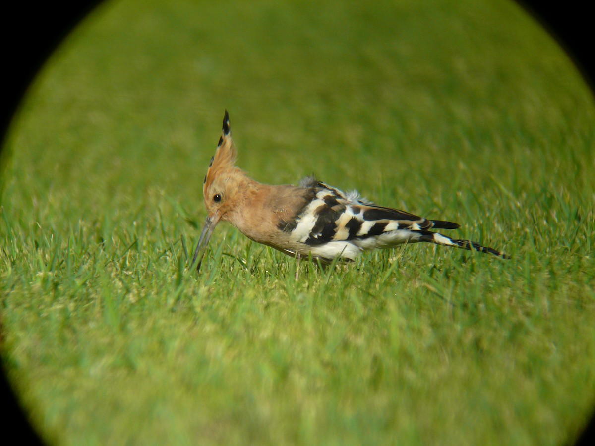 Eurasian Hoopoe - ML617182023