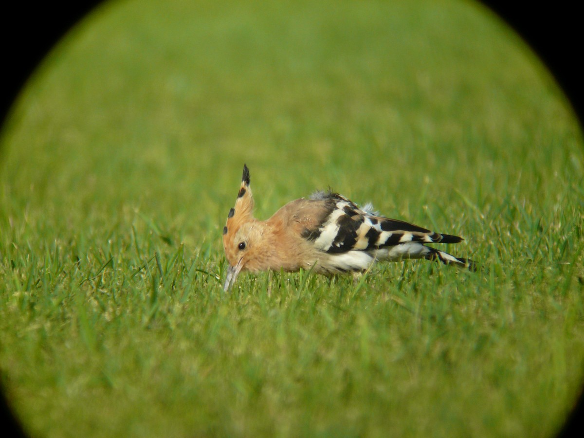 Eurasian Hoopoe - Tom Carley