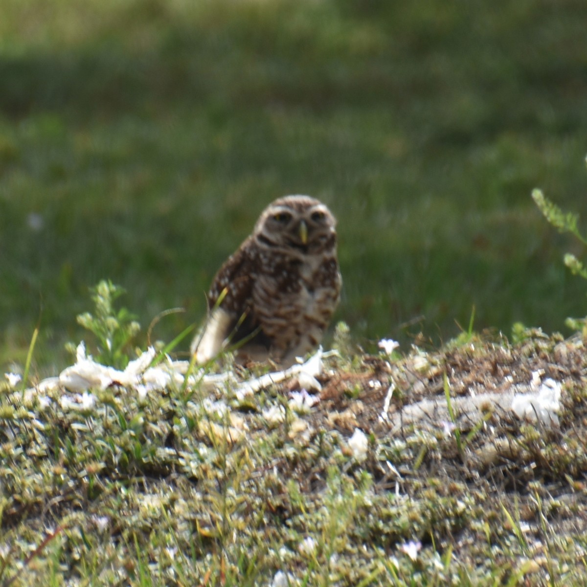 Burrowing Owl - ML617182025