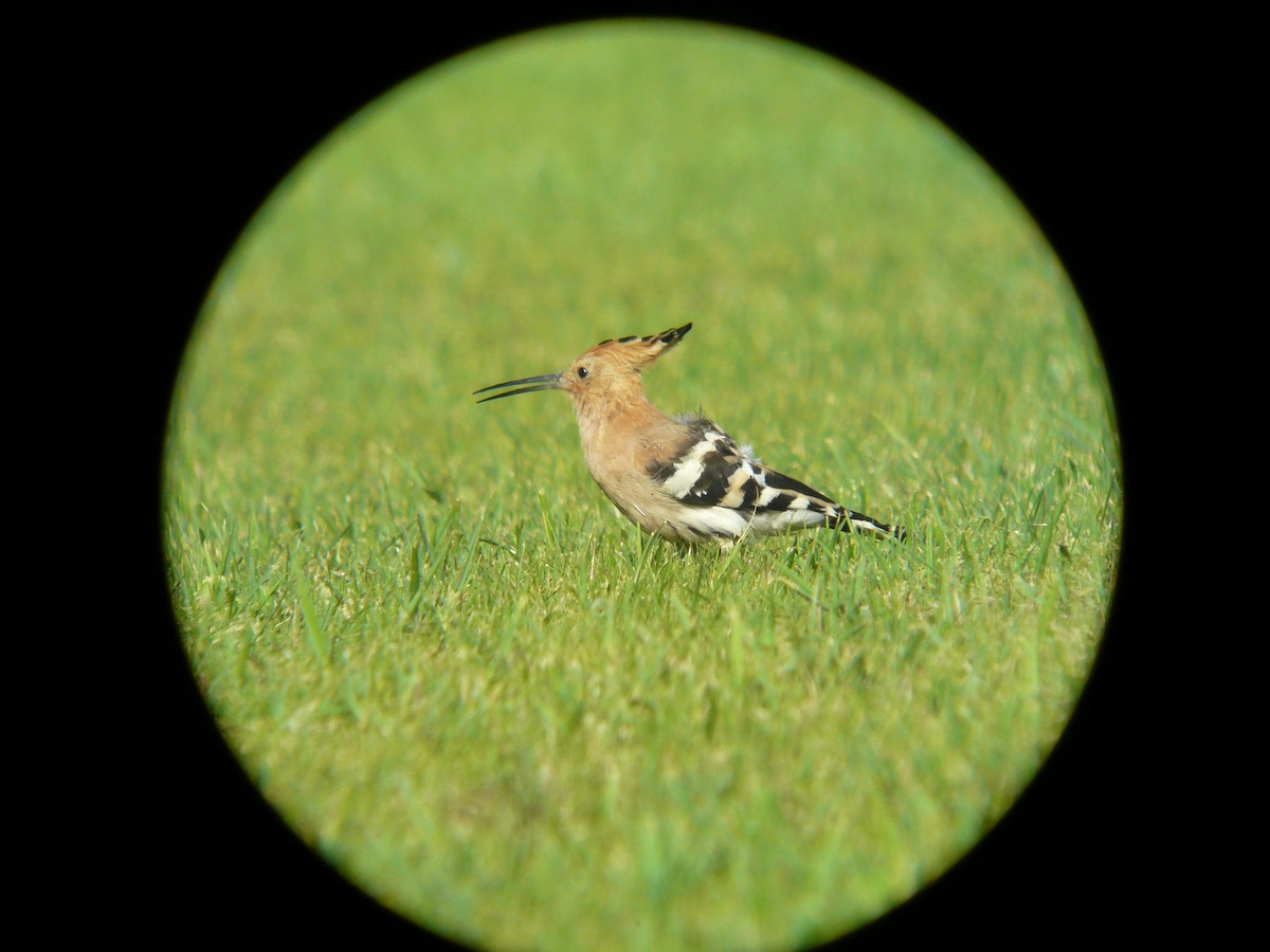 Eurasian Hoopoe - ML617182030