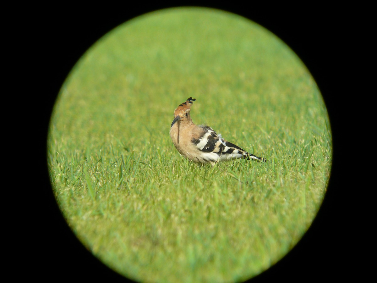 Eurasian Hoopoe - ML617182031