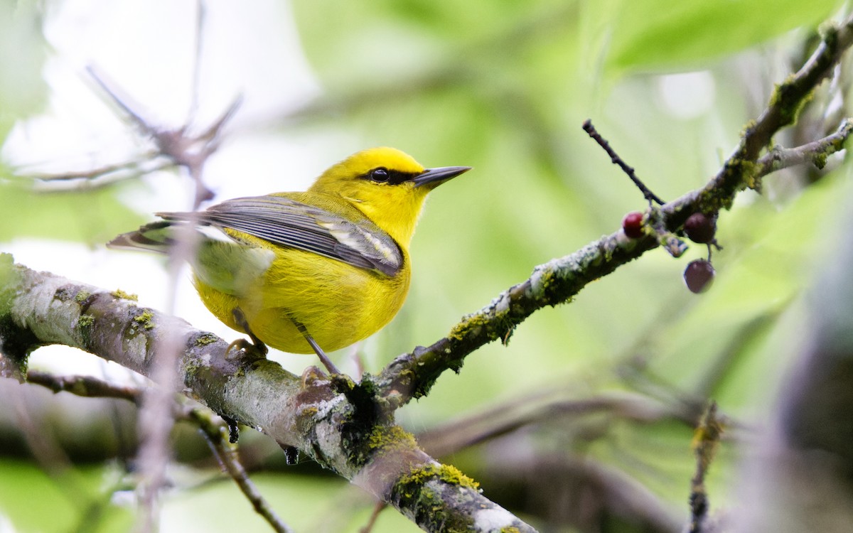 Blue-winged Warbler - Brent Cox