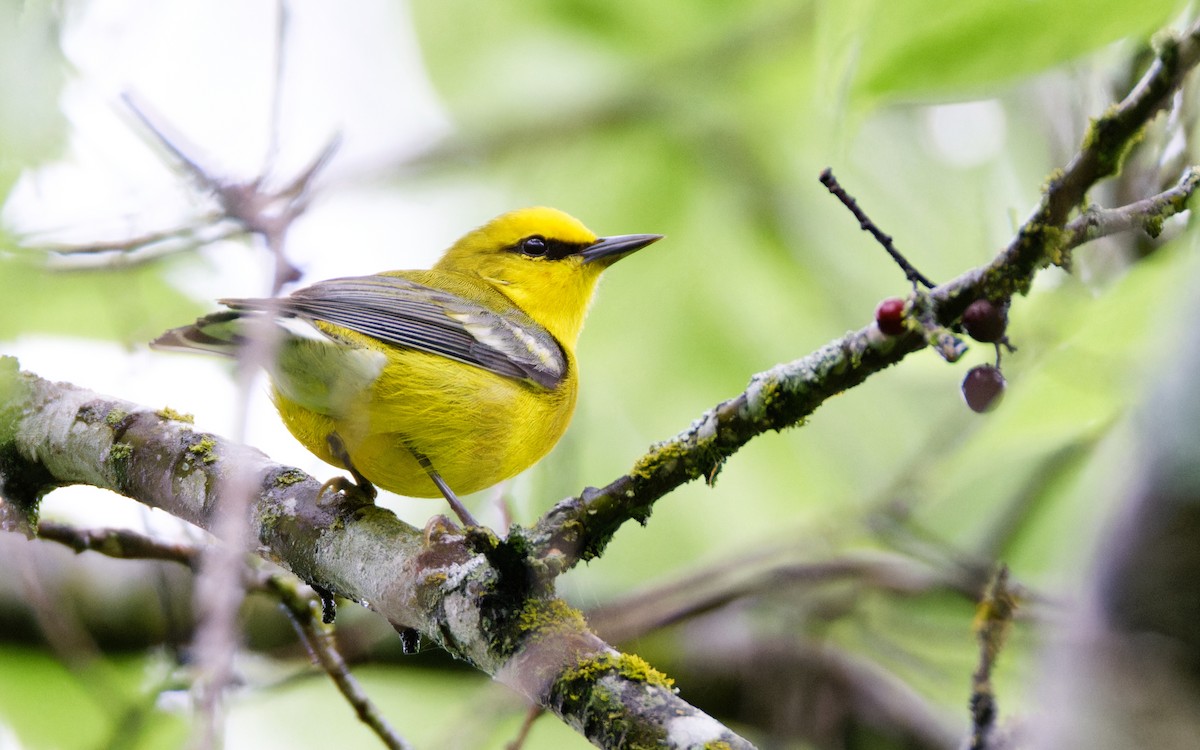 Blue-winged Warbler - ML617182097