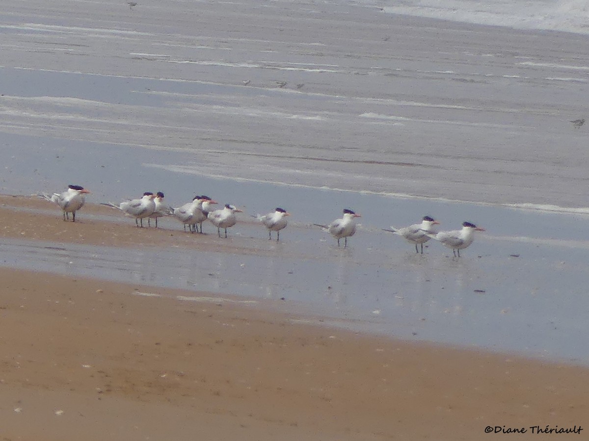 Royal Tern - ML617182106