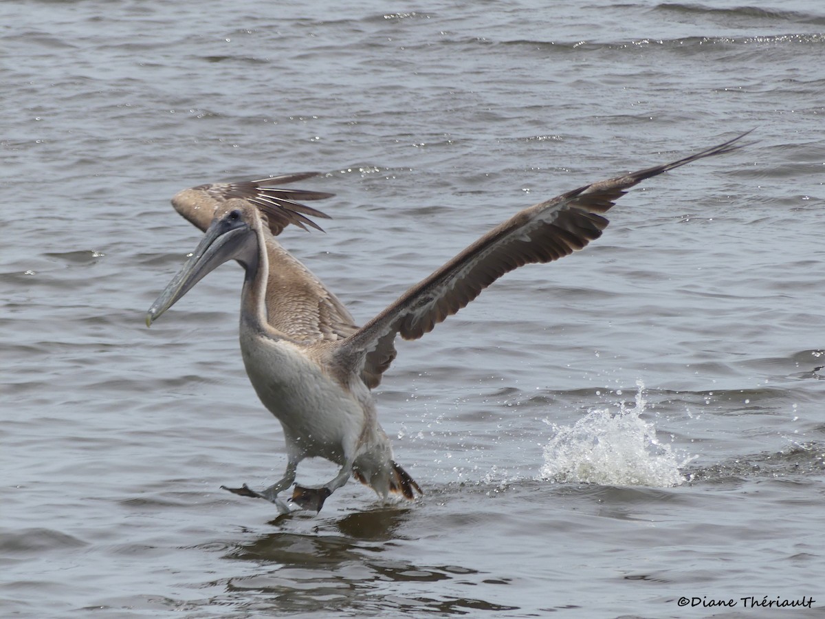 Brown Pelican - ML617182126