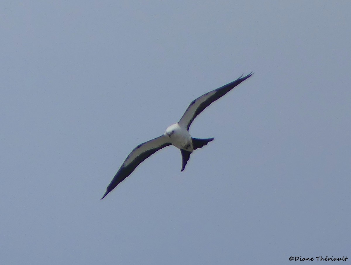 Swallow-tailed Kite - ML617182146