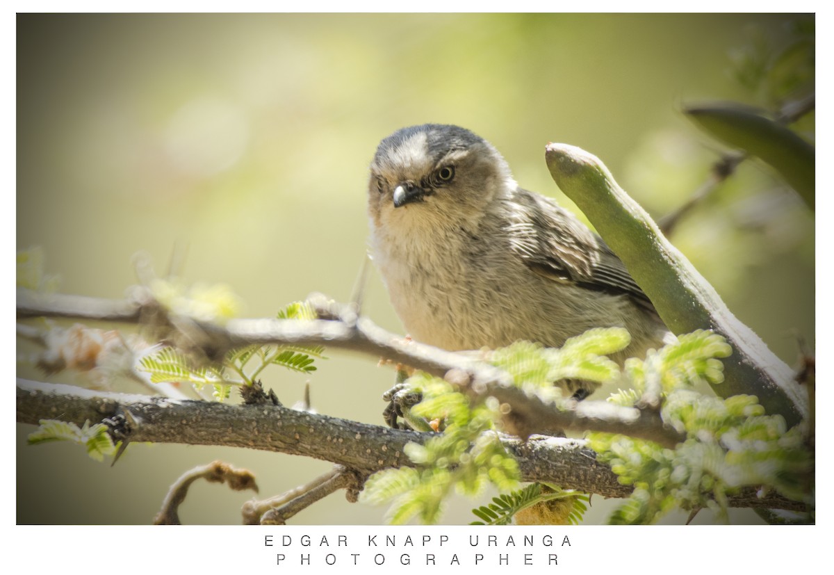 Bushtit - ML617182150