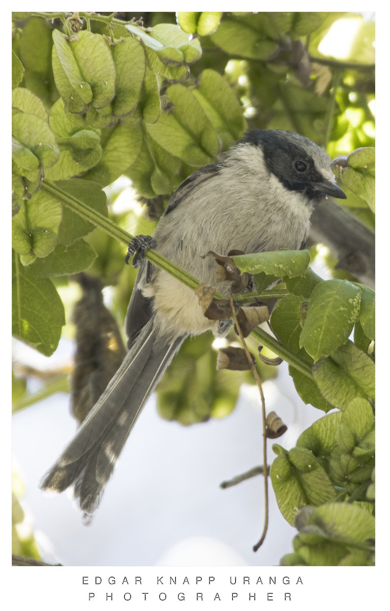 Bushtit - ML617182151