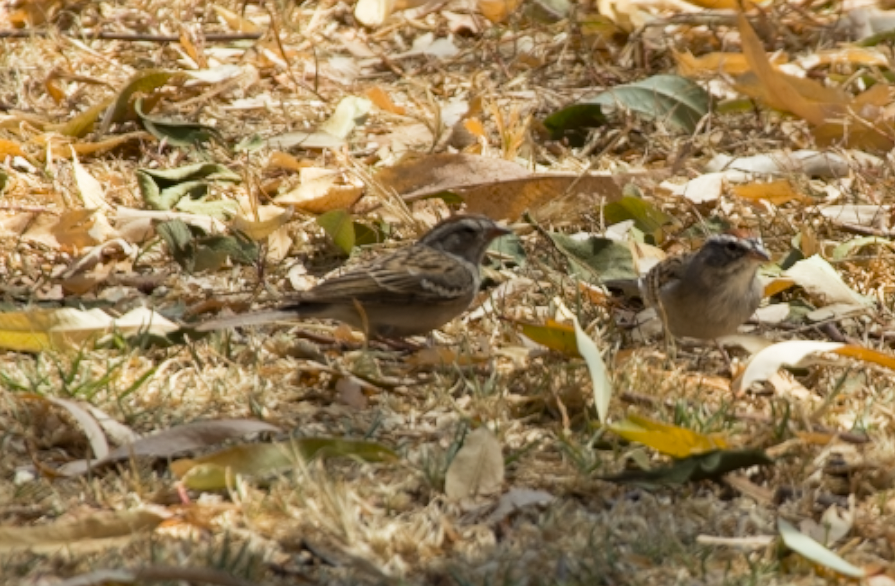 Chipping Sparrow - ML617182169