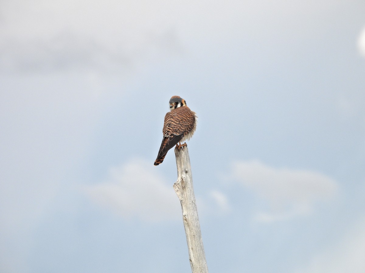 American Kestrel - ML617182213