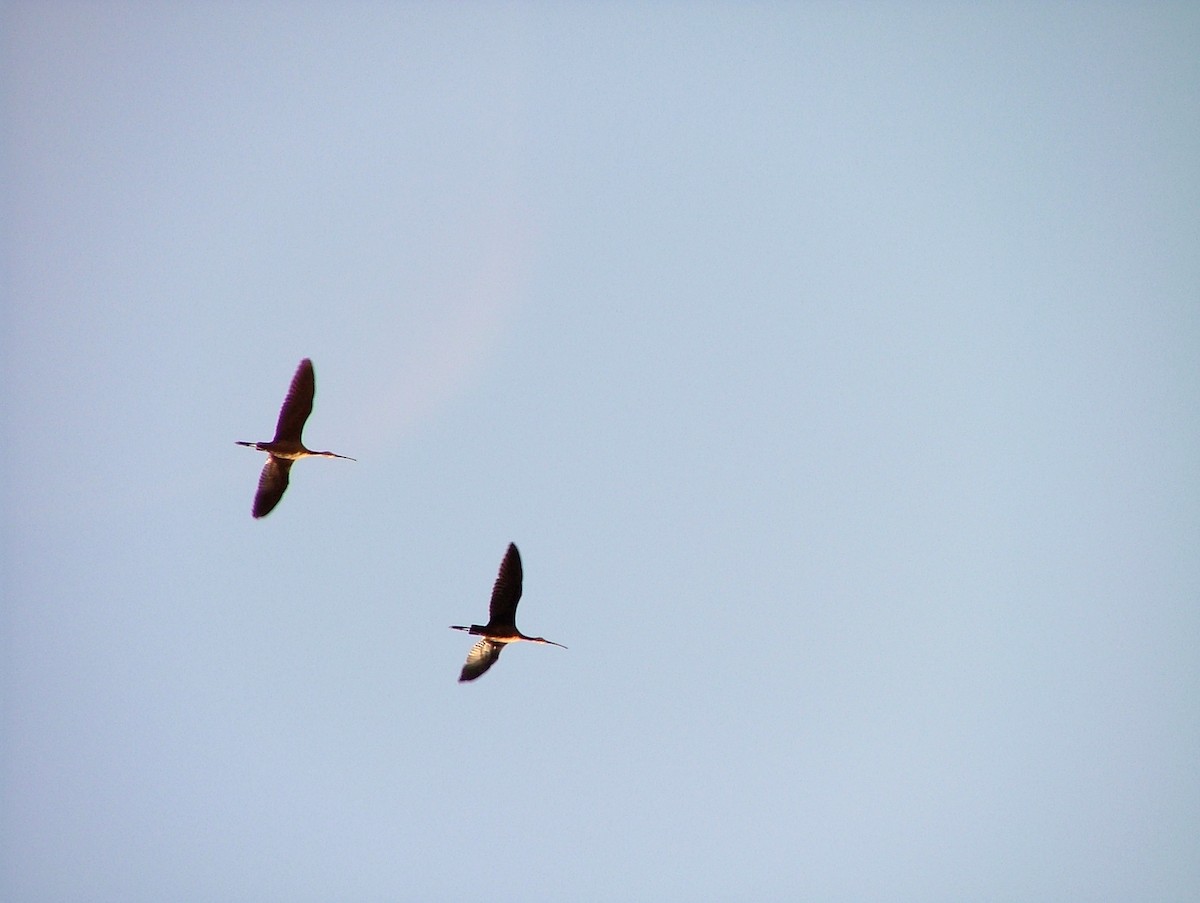 ibis hnědý - ML617182235