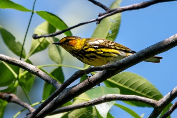 Cape May Warbler - ML617182240