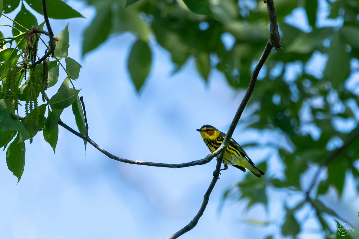 Cape May Warbler - ML617182241