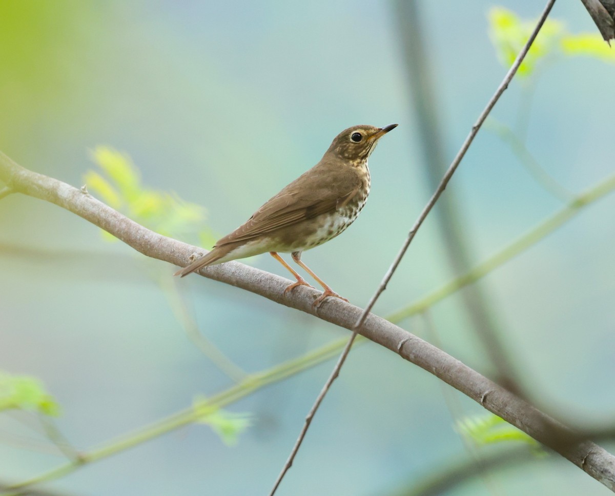 Swainson's Thrush - Tina Van Dusen