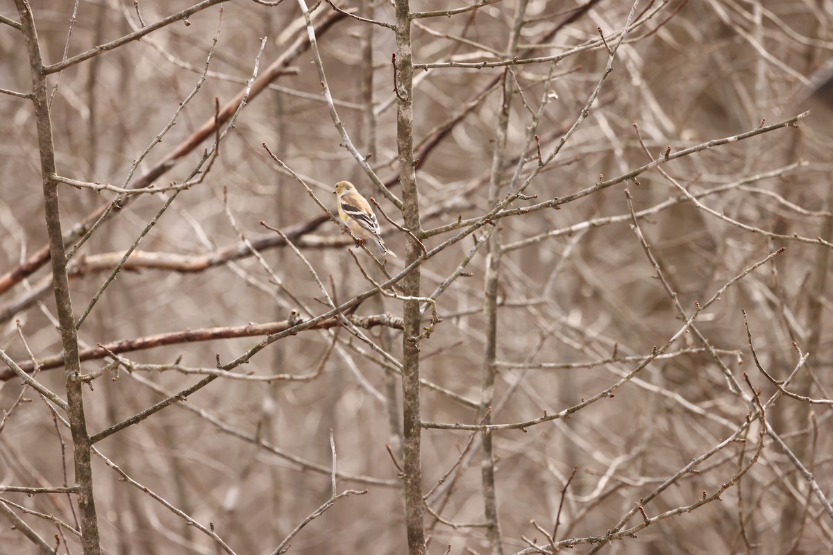 American Goldfinch - ML617182276