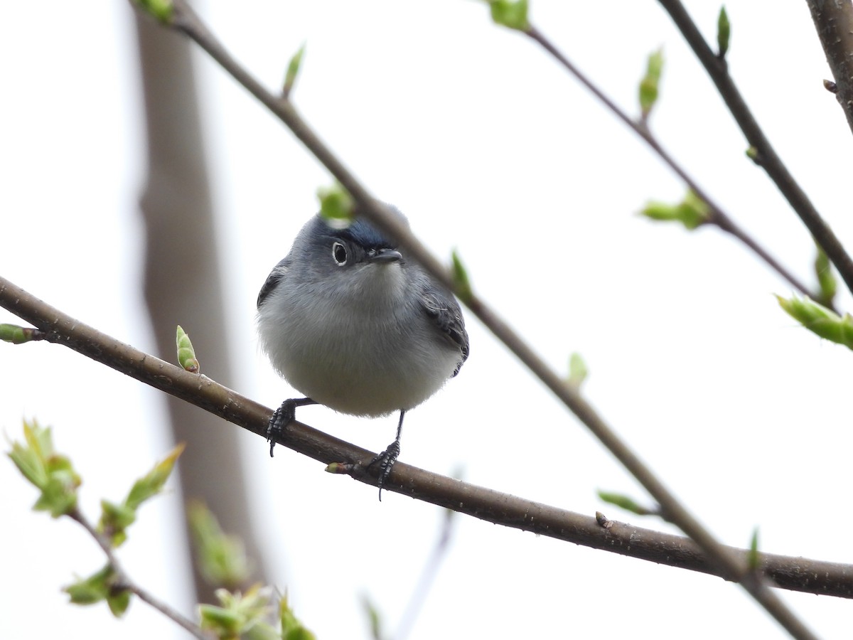Blue-gray Gnatcatcher (Eastern) - ML617182304