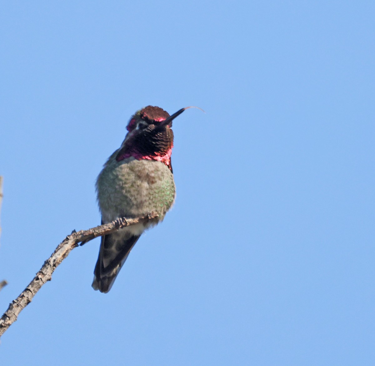 Anna's Hummingbird - ML617182312