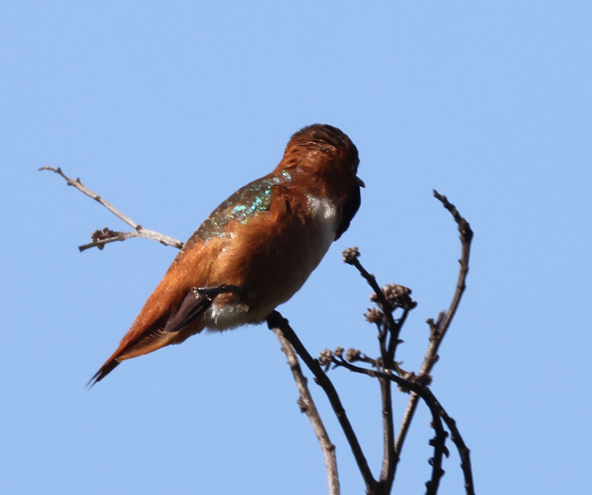 Allen's Hummingbird - George Nothhelfer