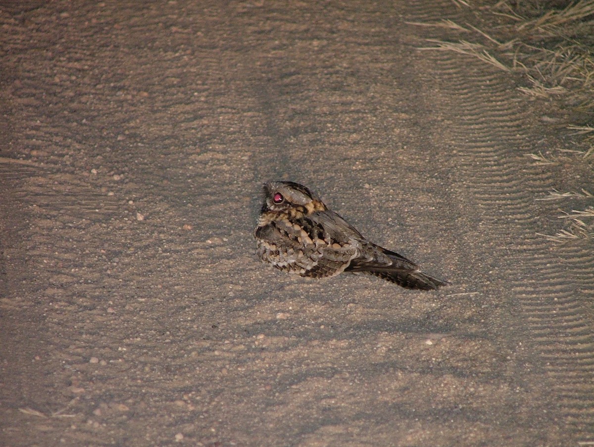 Red-necked Nightjar - ML617182336