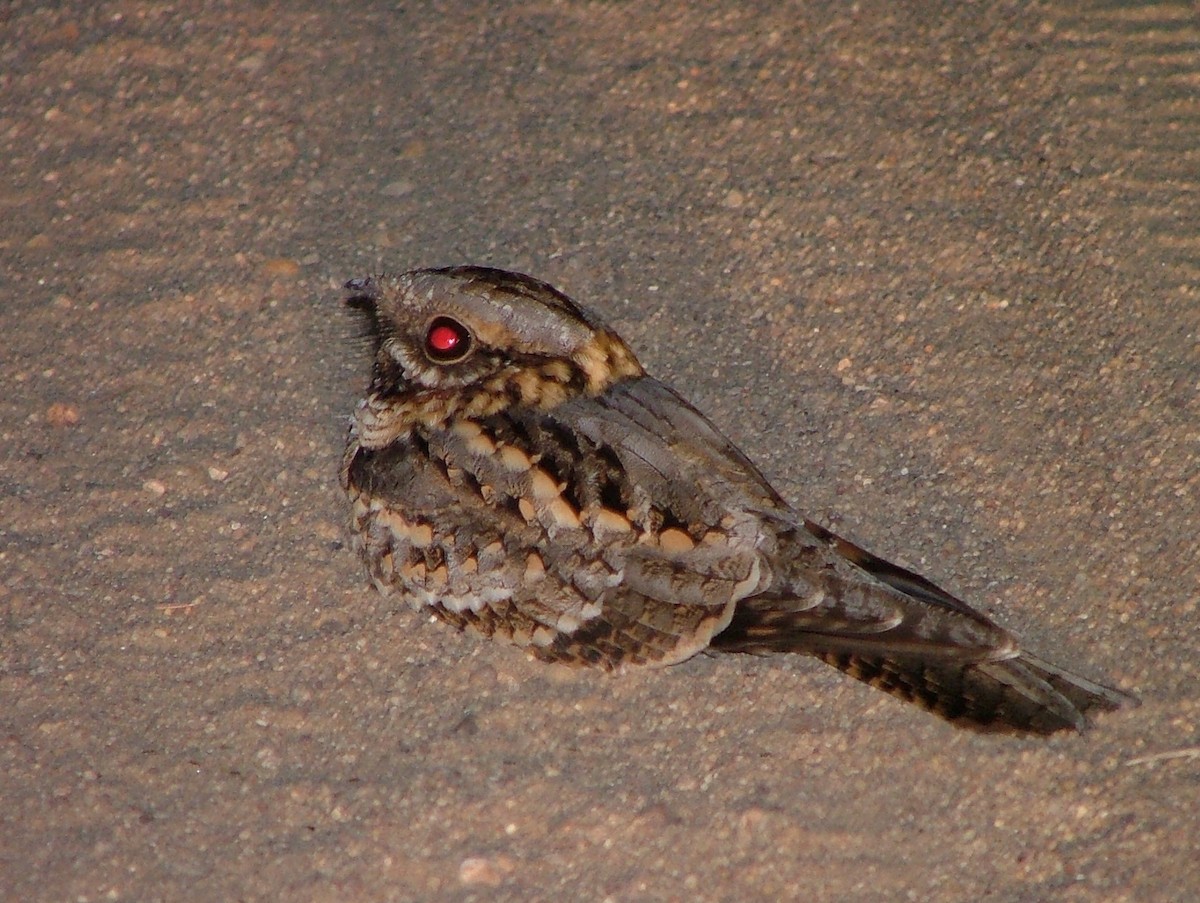 Red-necked Nightjar - Tom Carley