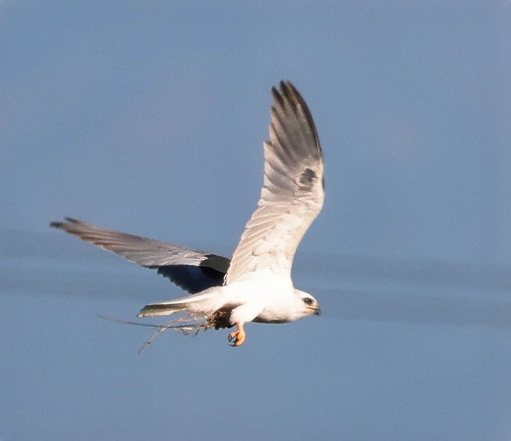 White-tailed Kite - George Nothhelfer