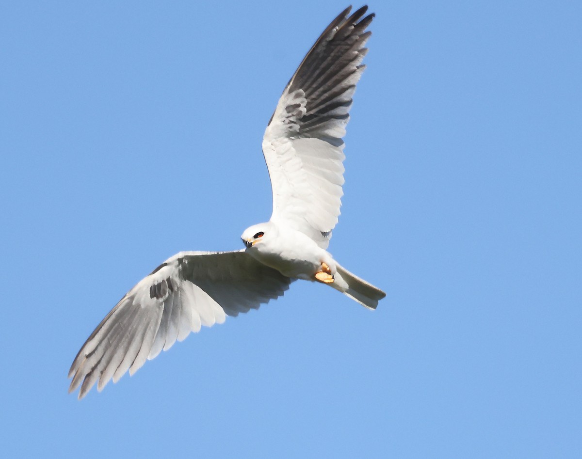 White-tailed Kite - George Nothhelfer