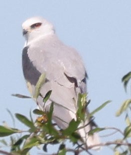 White-tailed Kite - George Nothhelfer