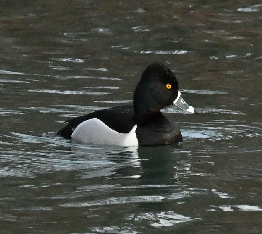 Ring-necked Duck - Regis Fortin