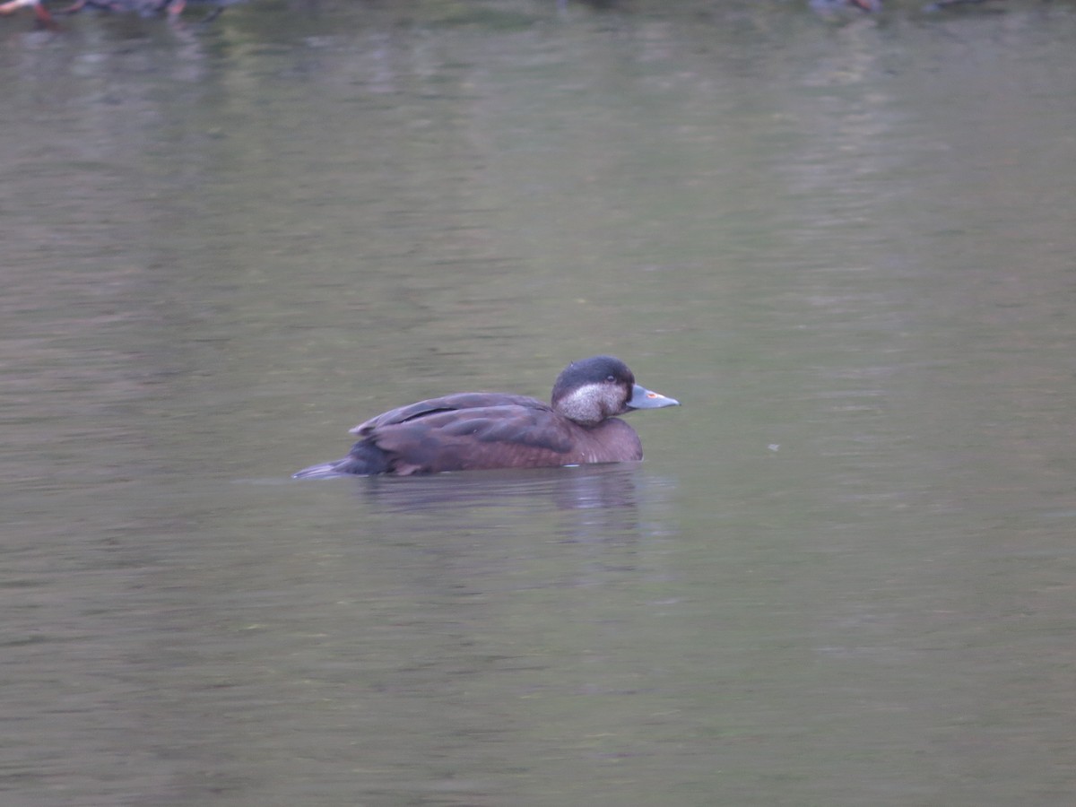 Common Scoter - ML617182461