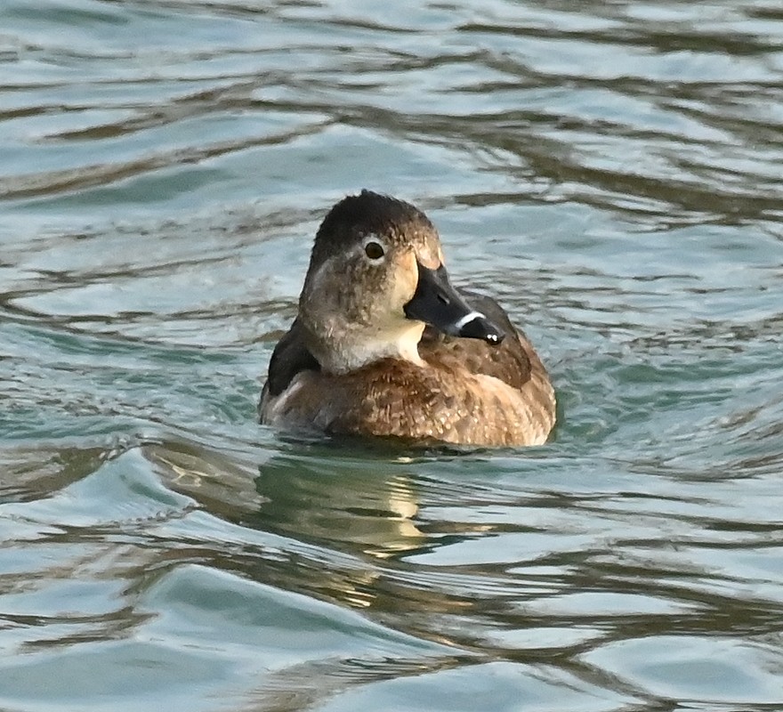 Ring-necked Duck - Regis Fortin