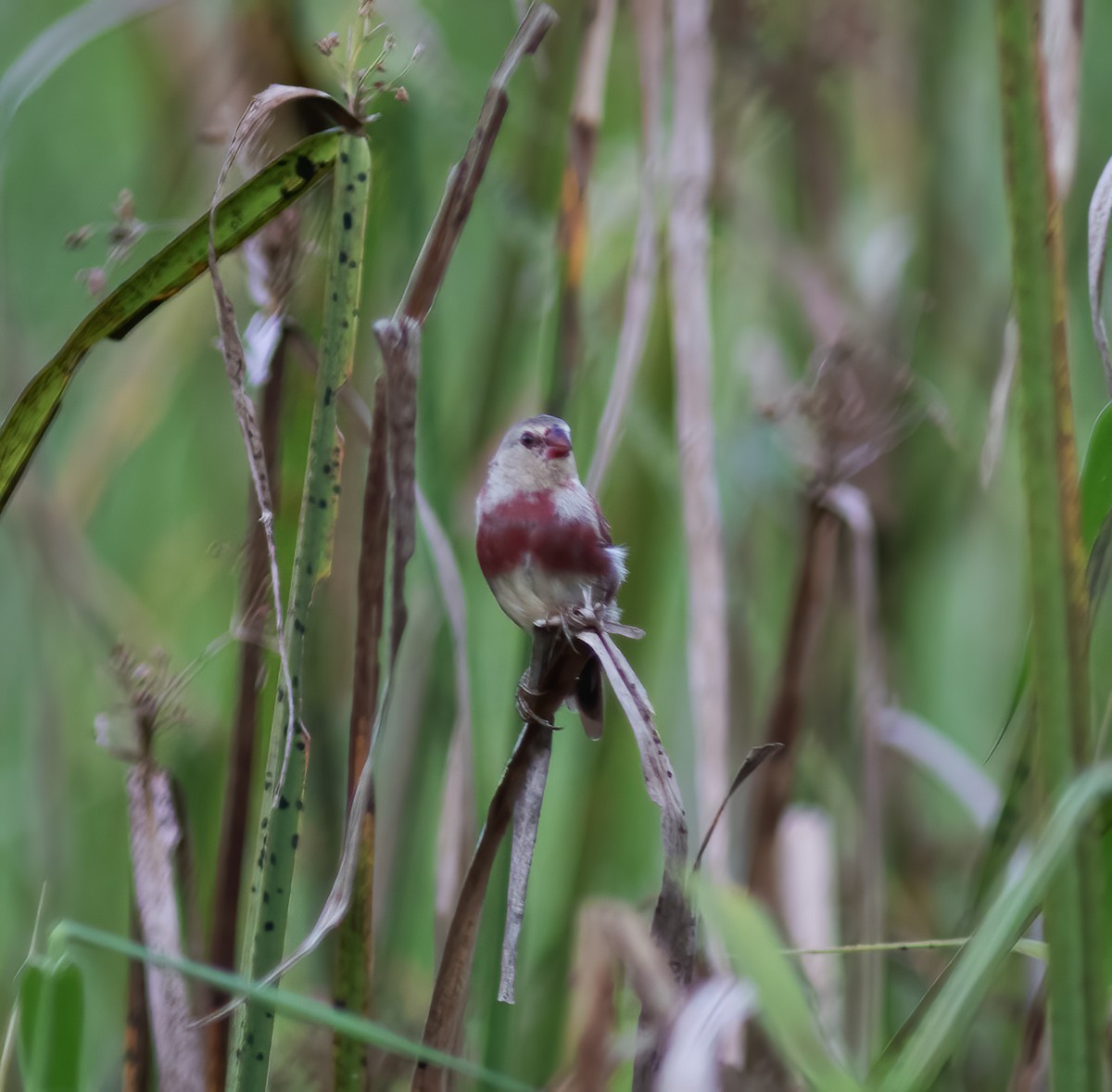 Crimson Finch - ML617182486