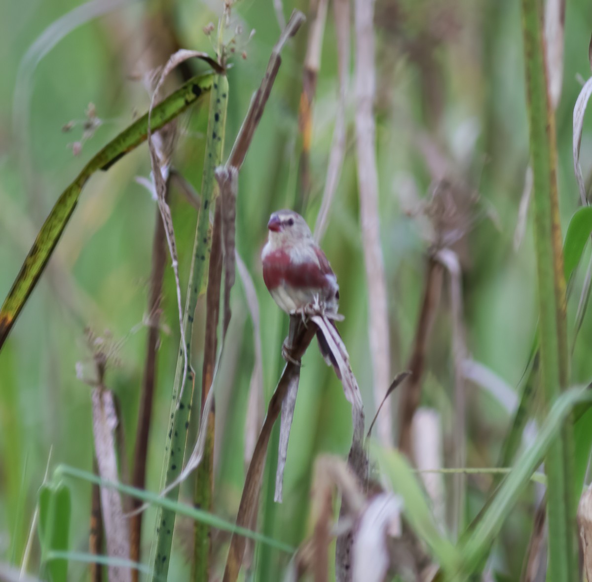 Crimson Finch - ML617182487