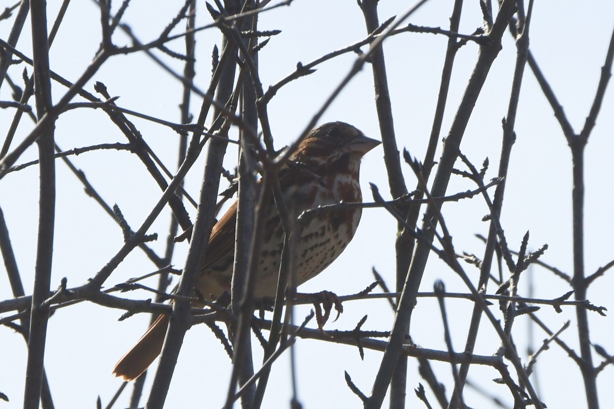 Fox Sparrow - ML617182493
