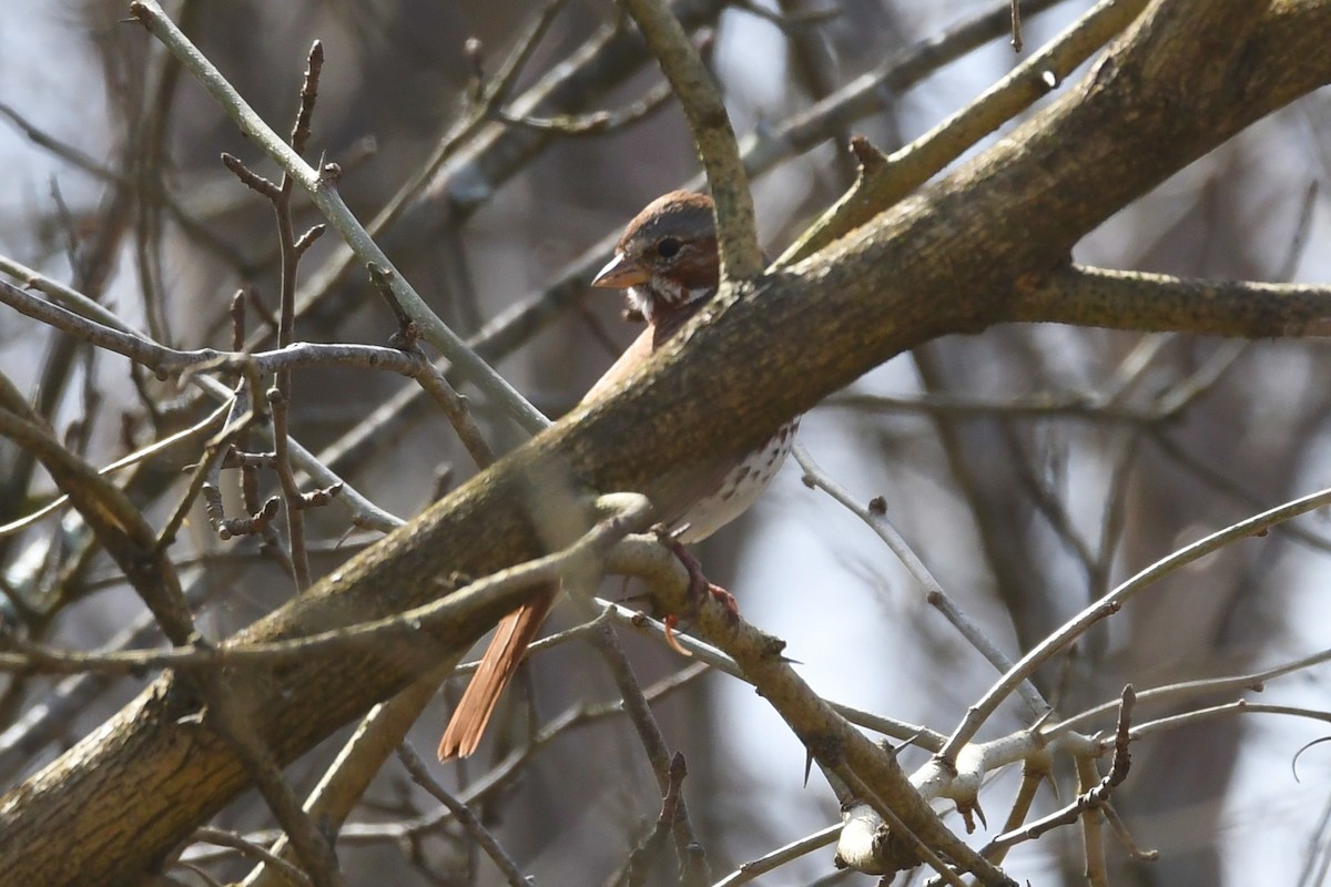 Fox Sparrow - ML617182494