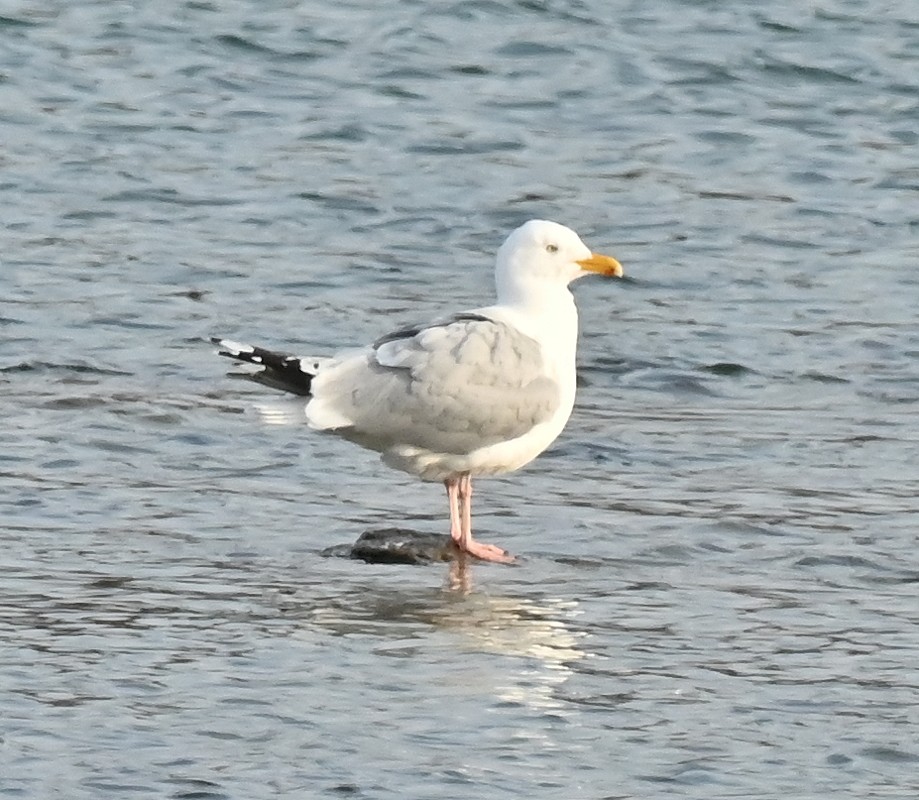 Herring Gull - Regis Fortin