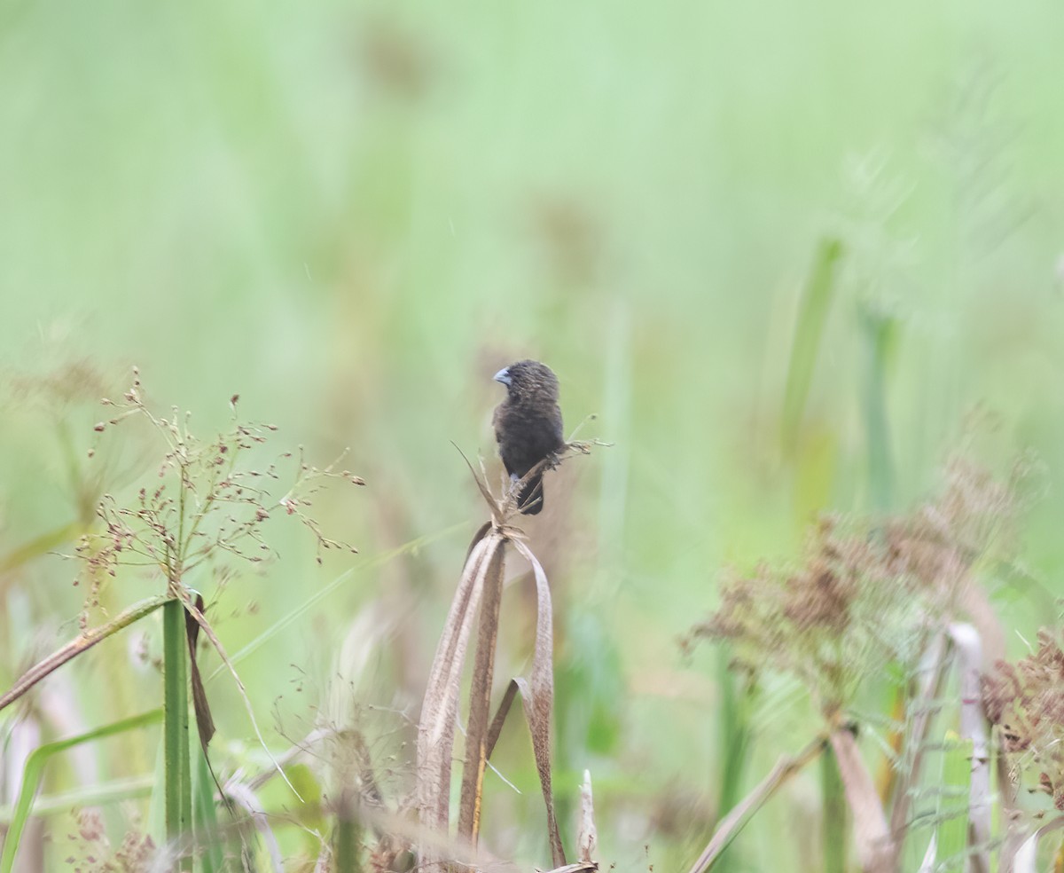 Streak-headed Munia - ML617182499