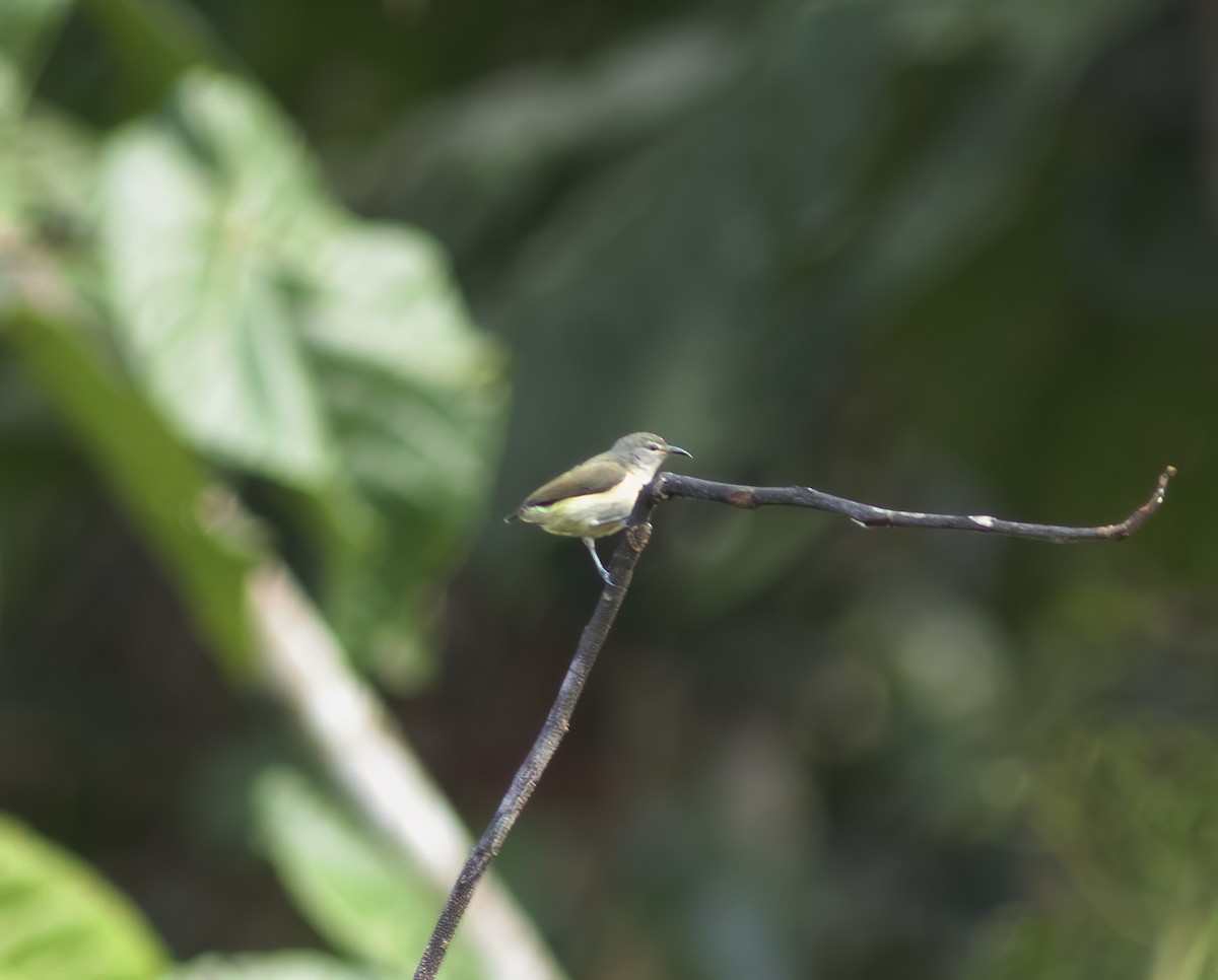 Pygmy Longbill - ML617182526